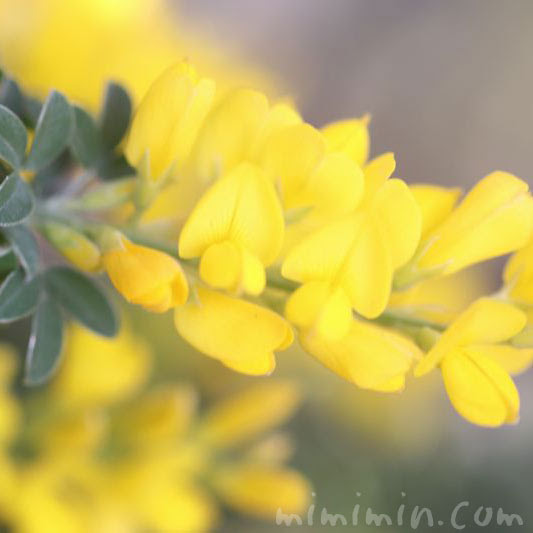 エニシダの花の写真 花言葉 名前の由来 みみみんブログ