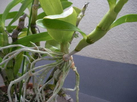 デンドロビウムの高芽取り よぉすけず Cafe