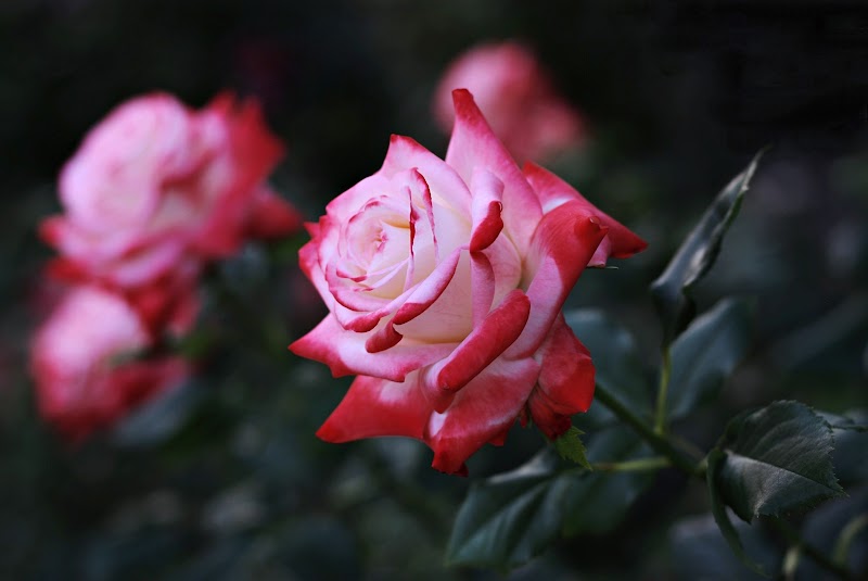 Inspirasi Baru Rose Wallpaper HD
