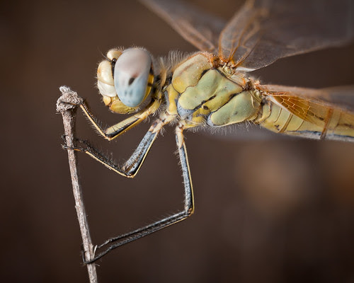 Close to a dragonfly
