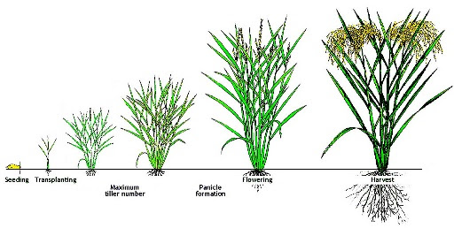 growth stages