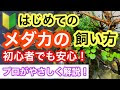 √画像をダウンロード メダカ水槽 メダカ の 飼い 方 723018