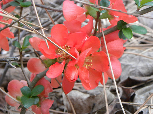 DSCN4605 Our Texas Quince