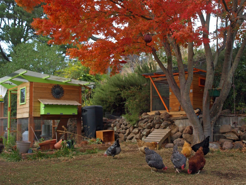 Chicken Coop Plans and Kits ::: TheGardenCoop.com
