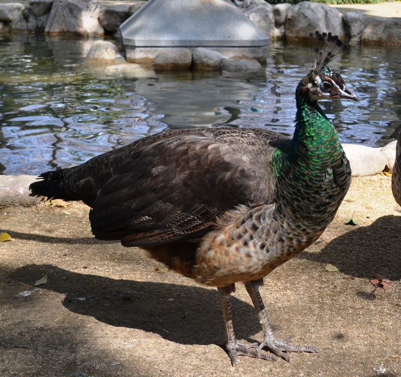 動物紹介シリーズ６ クジャクが綺麗な飾り羽を広げています 神戸市立王子動物園 公式