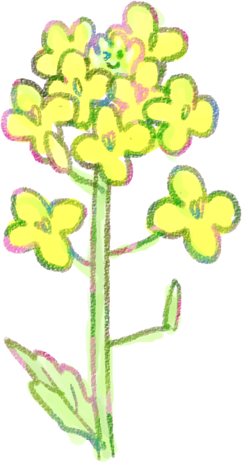 菜の花イラスト 早春の挿絵に 1輪 3輪 ライン 可愛い無料イラスト素材集