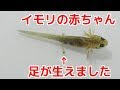 [コンプリート！] イモリ の 育て 方 564883