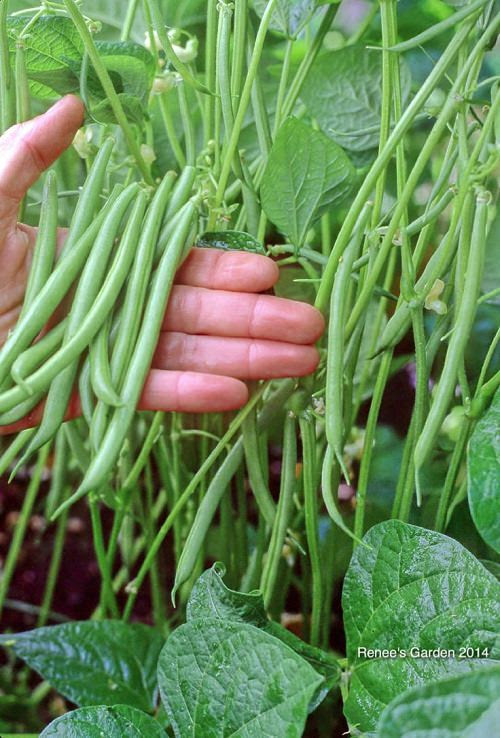 5 Best Container Vegetables for Beginning Gardeners ...