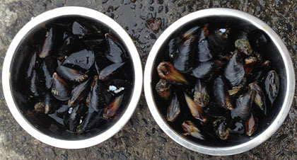 意外に美味しいイガイのワイン蒸し 釣りバカ男の手料理