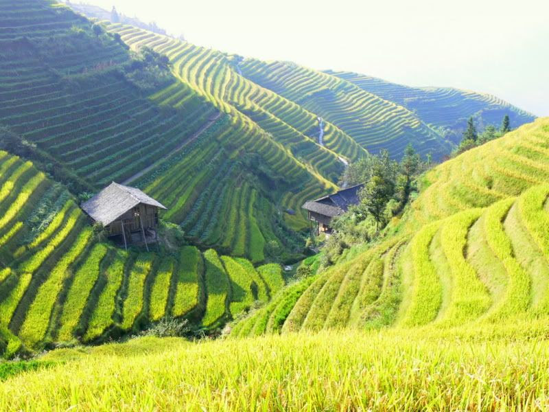 Rizieres en terrasses de Longji Sud Chine