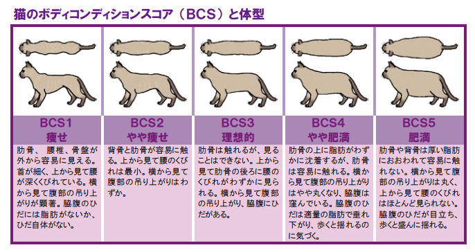 うちの子はデブ猫 理想体重の求め方と肥満予防のためのダイエット方法は 猫の総合情報サイト ペットスマイルニュースforネコちゃん