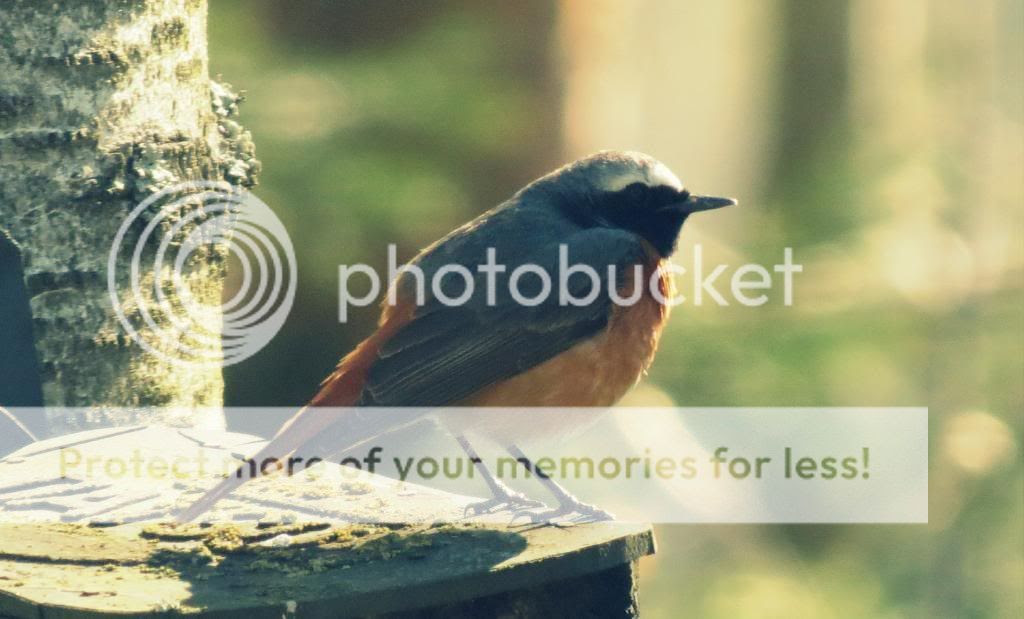  photo IMG_9413_zpse1628f88.jpg