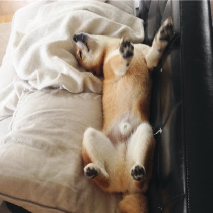 おっちゃん犬 まめしばの寅