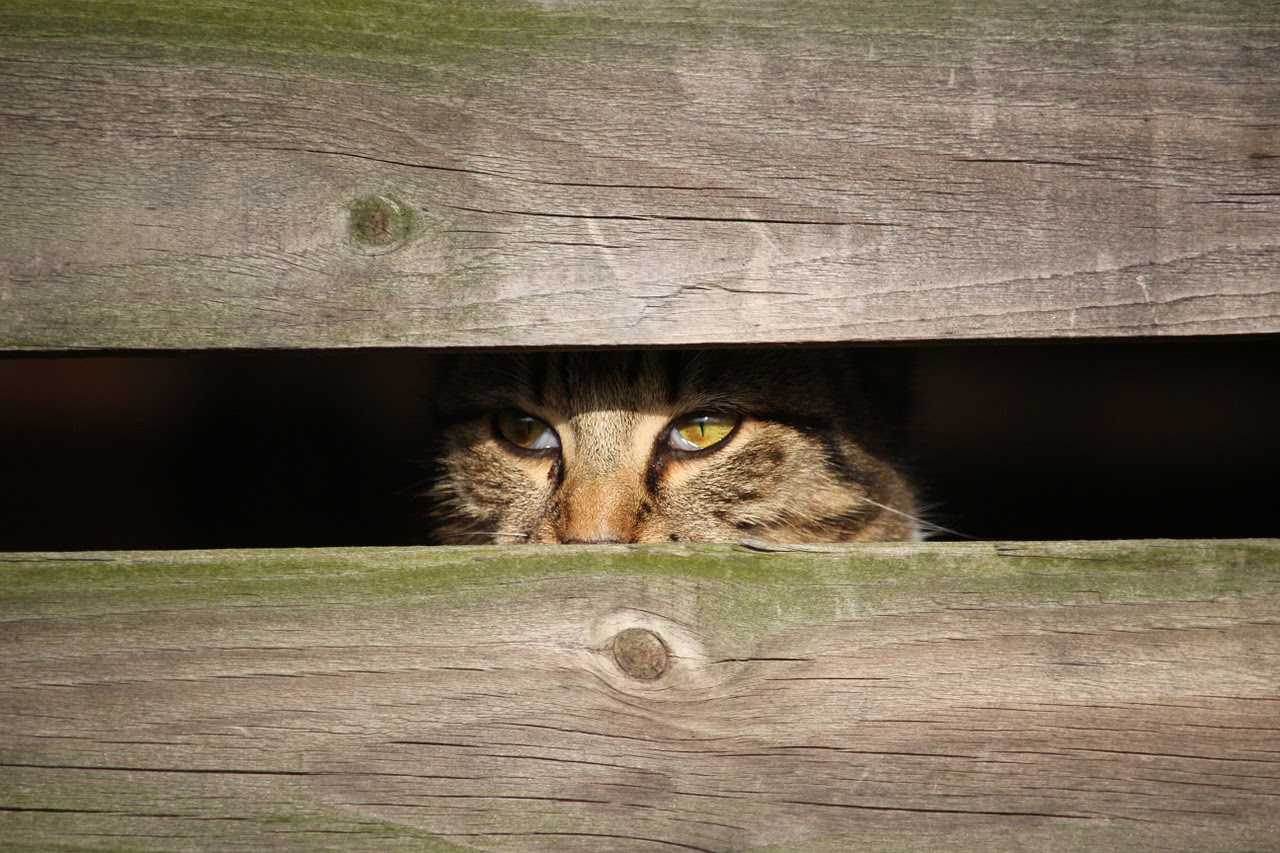 猫が引っ越し先で出てこない 慣れない新居でのストレス解消法は