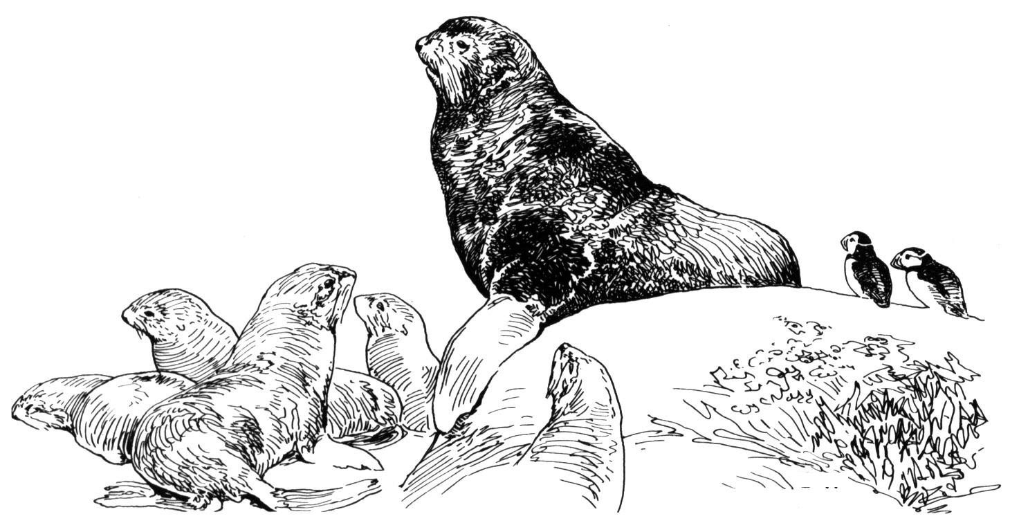 Free Printable Coloring Pages Seal - Brown Fur Seal coloring page | Free Printable Coloring Pages / Coloring improves fine motor skills and stimulates creativity.