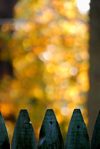 Golden Light by jomak14