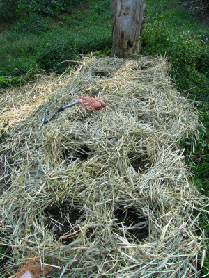 How much does it cost to grow your own garlic?
