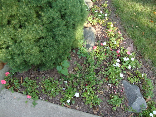 impatiens, post-deer-fest