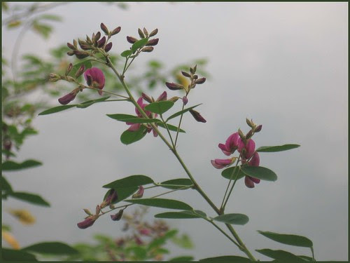 12 hagi over water bush clover