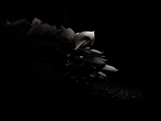 Light Painting a Plant