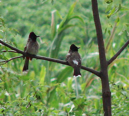 Bulbuls