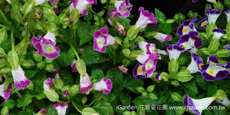 第788回花謎擂台 | iGarden花寶愛花園