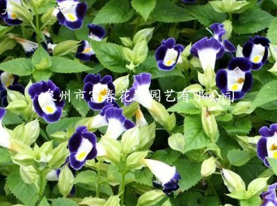 夏瑾 紫青色 一 二年生草花 泉州市富春花境园艺有限公司