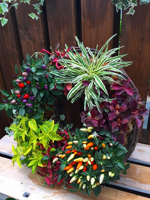 夏のカラーリーフ寄せ植え教室 開催しま 熊本の大型総合園芸店 ナーセリーズ