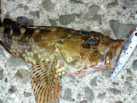カサゴの簡単な締め方 捌き方 海水魚の種類と釣り方