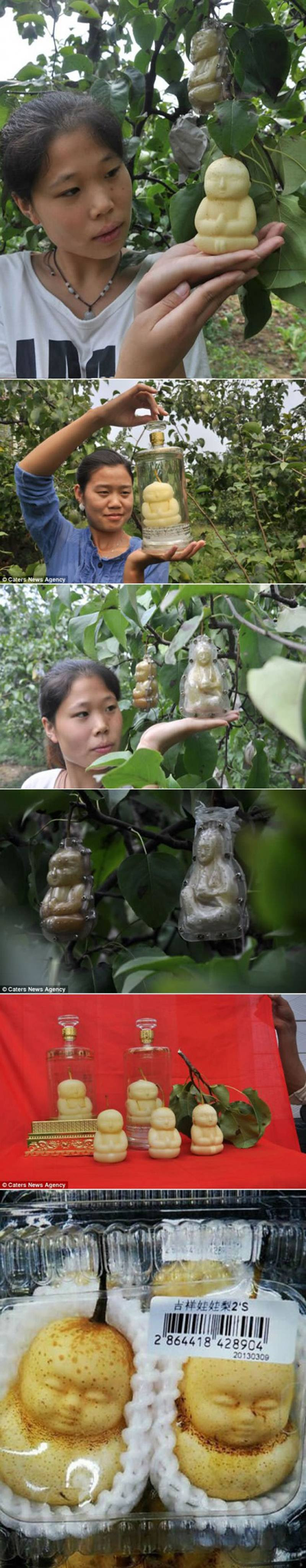 cool buddha pear