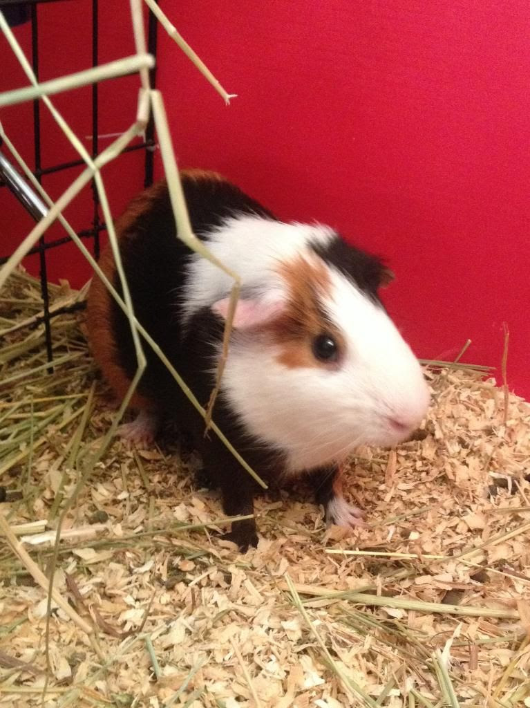 Guinea Pigs For The Classroom Home
