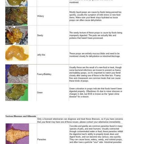 Webmay 4, 2023 · the bristol stool chart is used to determine whether human stool (poop) is normal or abnormal based on its shape and how formed or loose it is. the raw ferret poop chart poop chart