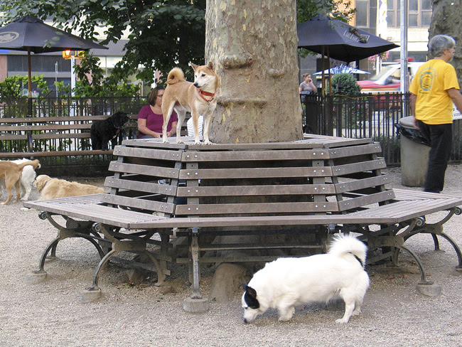 Mad Dog, NYC