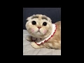 コレクション 猫 癒し 画像 322006-猫 癒し 画像