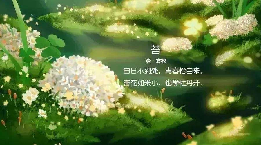 苔花如米小 万图壁纸网