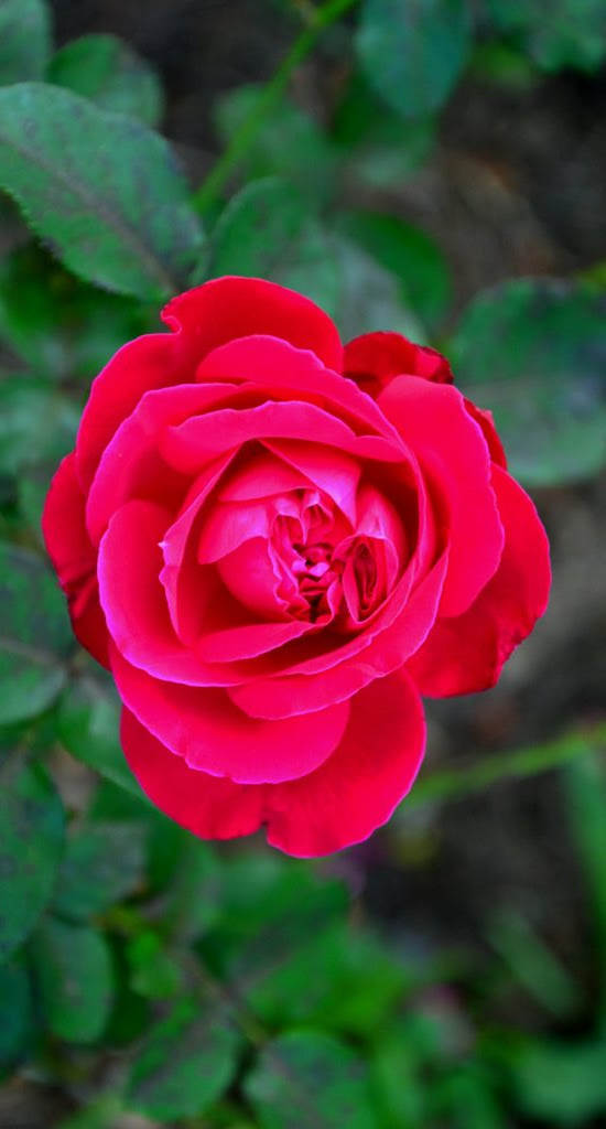 blumen-20