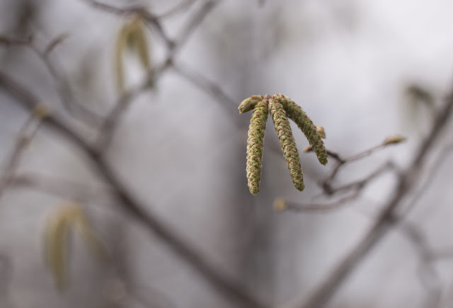 catkins group