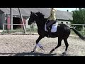 Video 2013 Харьковский конный завод