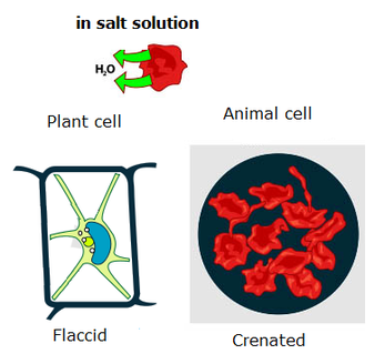 Osmosis - Biology Notes for IGCSE 2014
