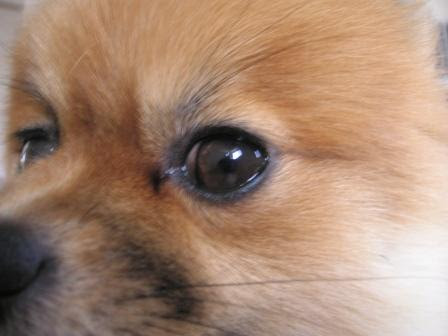 わんにゃんハウスの暮らし 犬の目にもアイライン