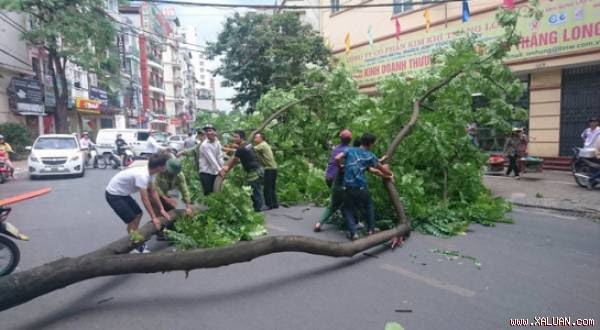 Cây xanh đổ gần ngõ 2 Giảng Võ Hà Nội lúc 15h50 chiều nay. Người dân tập trung kéo cây đổ vào ven đường. Ảnh: Dân Trí