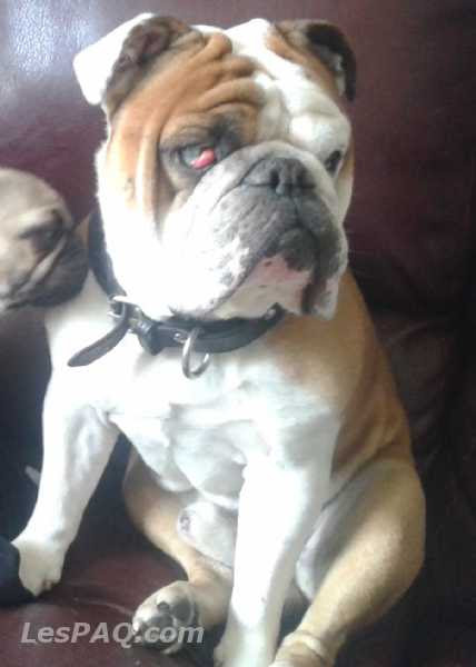 Lespaqcom Les Petites Annonces Du Québec Animaux