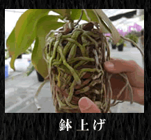 胡蝶蘭の植え替え 基礎知識