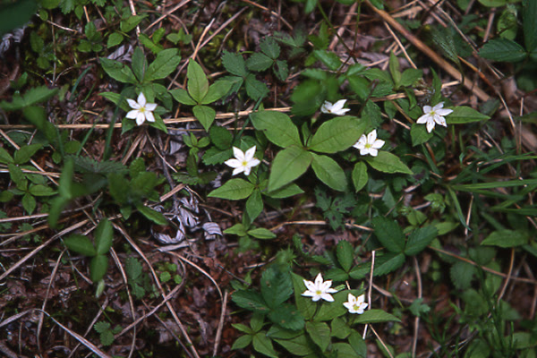 山の花だより 入笠山
