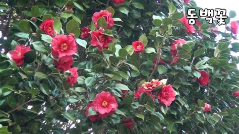 camellia flower mp youtube