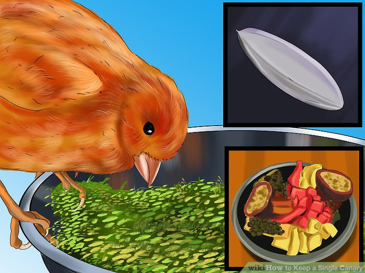 Keep a Single Canary Step 6.jpg