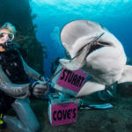 Shark diving in the bahamas