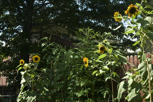 Sunflowers