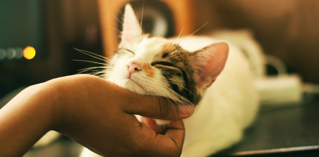 Pourquoi Les Chats Sont Attires Par Les Gens Qui Ne Les Aiment Pas Slate Fr