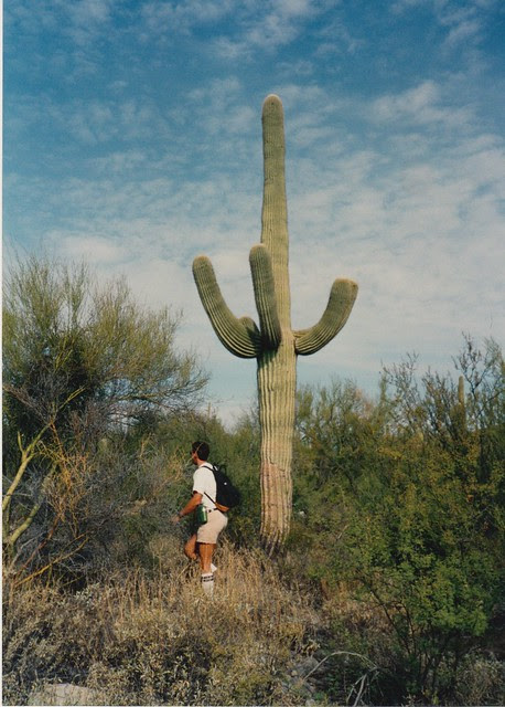 Organ Pipe Cactus National Monument